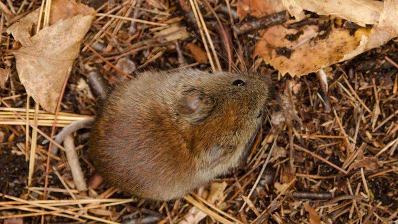 Long-term study links tree seeds, rodent population fluctuations