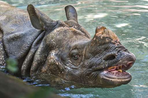 Los Angeles Zoo's old Indian rhinoceros euthanized