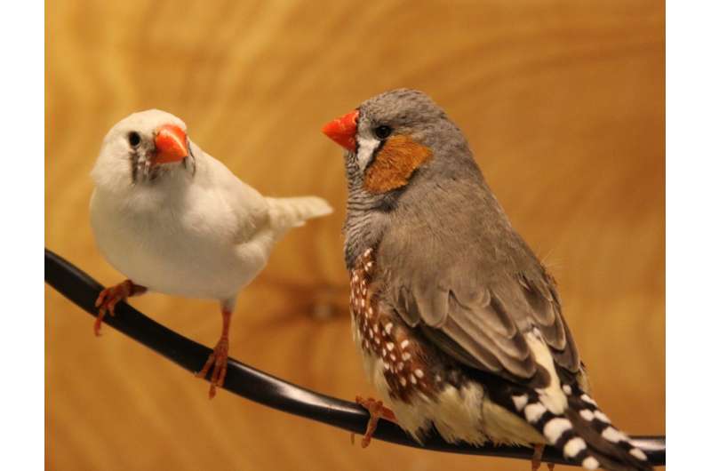 Lost in translation: To the untrained zebra finch ear, jazzy courtship songs fall flat
