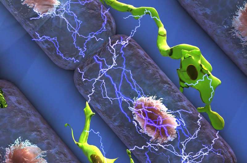 Macrophages conduct electricity, help heart to beat