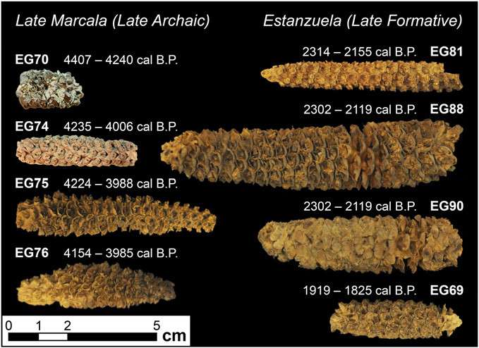 Maize from El Gigante Rock Shelter shows early transition to staple crop