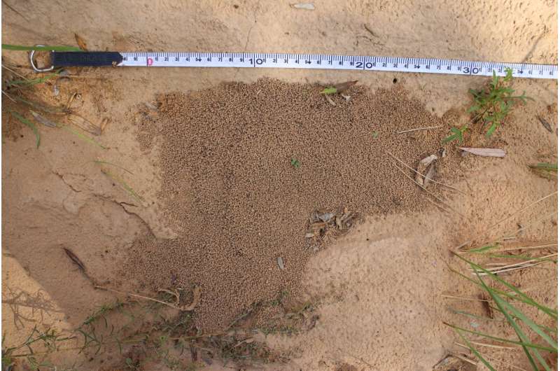 Making 'mulch' ado of ant hills