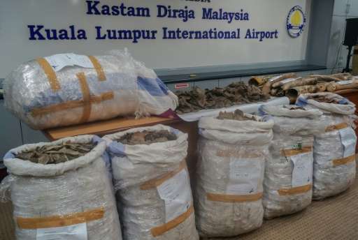 Malaysian authorities seized six sacks containing the scales of the pangolin, a critically endangered creature that is the world