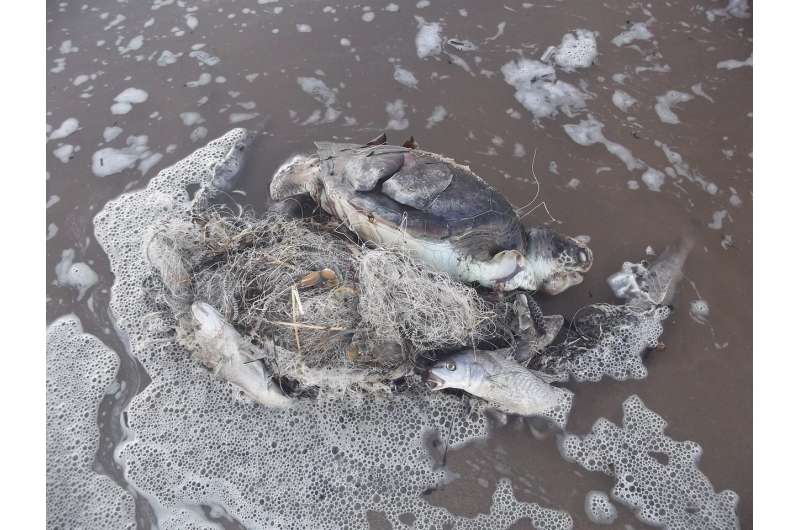 Marine turtles dying after becoming entangled in plastic rubbish