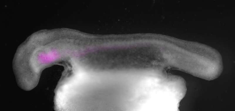 MBL study illuminates the origin of vertebrate gills