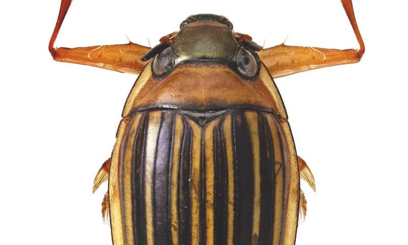 Meet Madagascar's oldest animal lineage, a whirligig beetle with 206-million-year-old origins