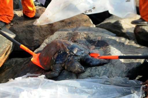 Members of the Pollution Response Team lift the body of an oil-covered turtle, a day after an oil tanker and an LPG tanker colli
