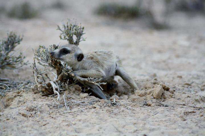 Microbes give meerkat gangs their signature scents