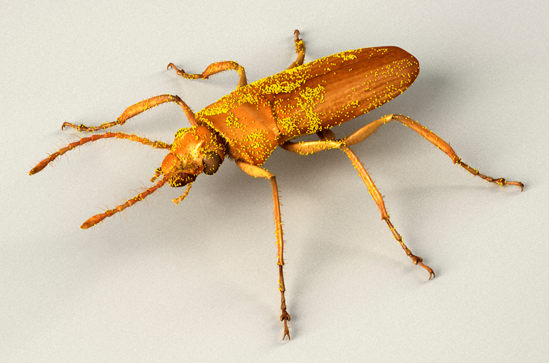 Mid-Mesozoic beetle in amber stirs questions on rise of flowering plants and pollinators