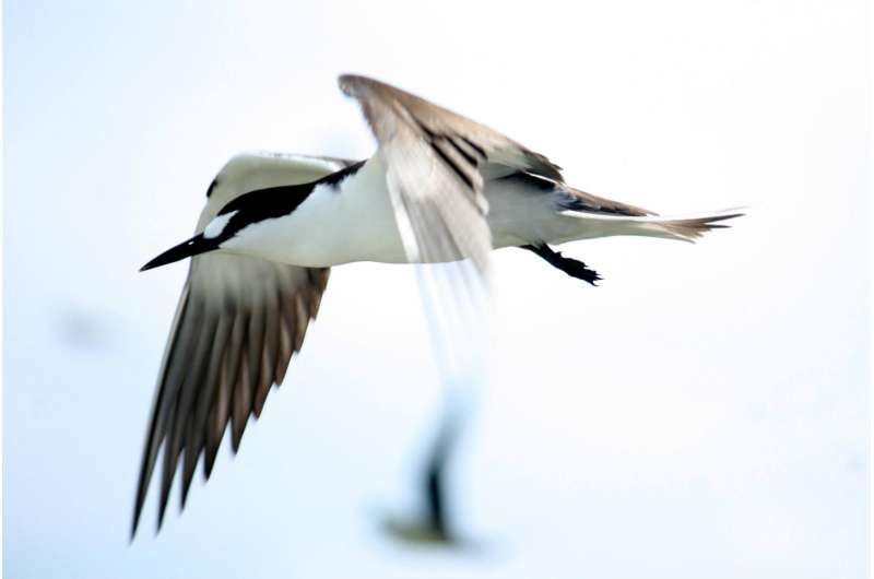 Migratory seabird deaths linked to hurricanes