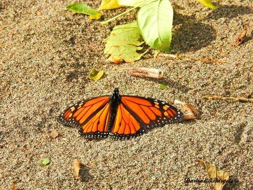 Misplaced monarchs: Clusters of butterflies stuck up north