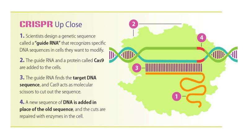 'Molecular scissors' could point the way to genetic cures