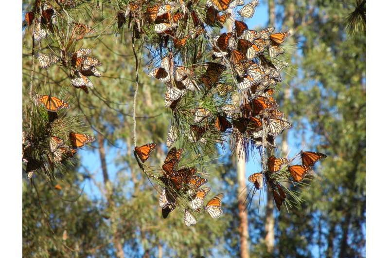 Monarch butterflies disappearing from western North America