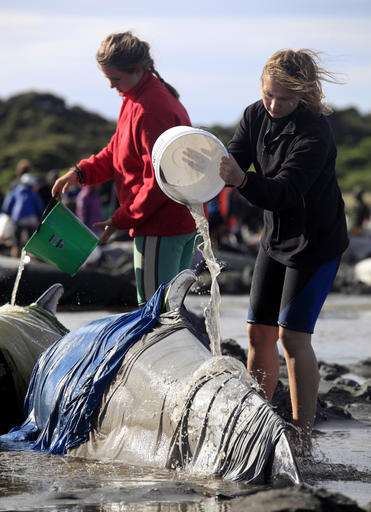 More than 200 whales swim away after New Zealand stranding