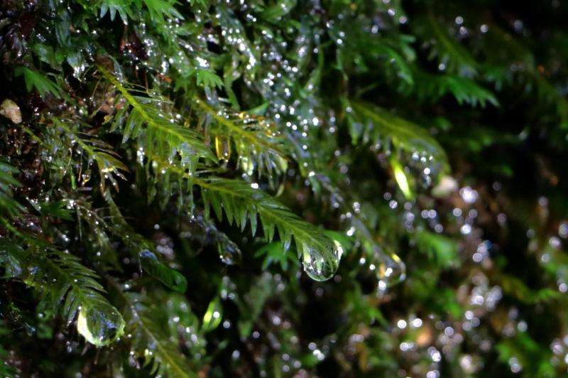 Mosses used to evaluate atmospheric conditions in urban areas