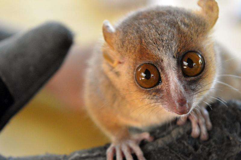 Mouse lemurs may provide insight into human behaviour and well-being