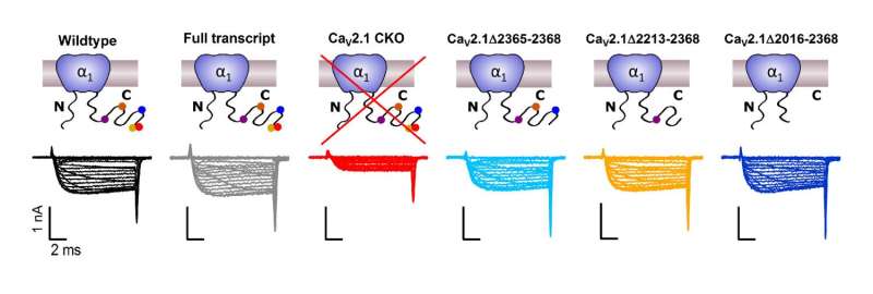 MPFI researchers make significant advance in understanding calcium channel function