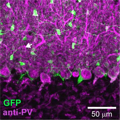 MPFI scientists probe function of cerebellar interneurons with new technique