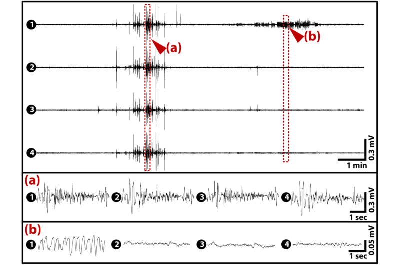 Multichannel EEG recordings enable precise brain wave measurement of fish