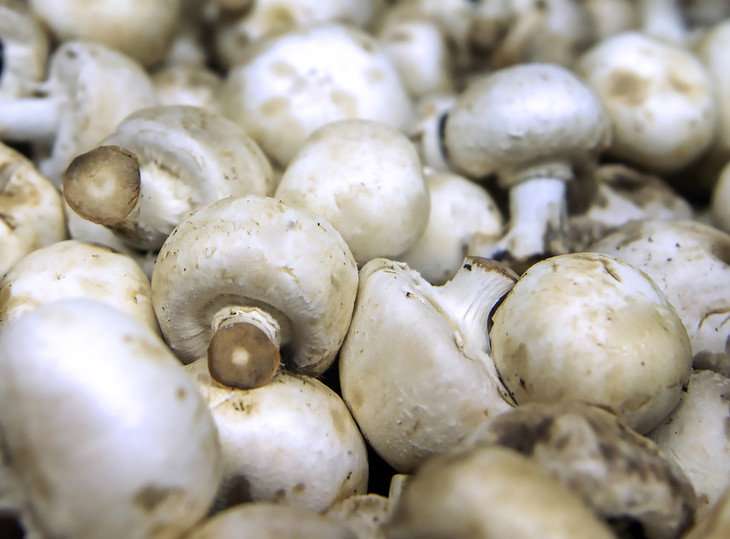 Mushrooms are full of antioxidants that may have antiaging potential