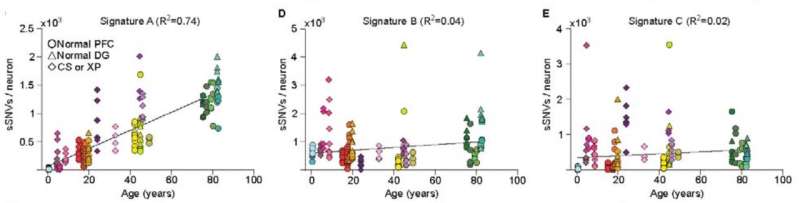 Mutations in neurons accumulate as we age; may explain normal cognitive decline &amp; neurodegeneration