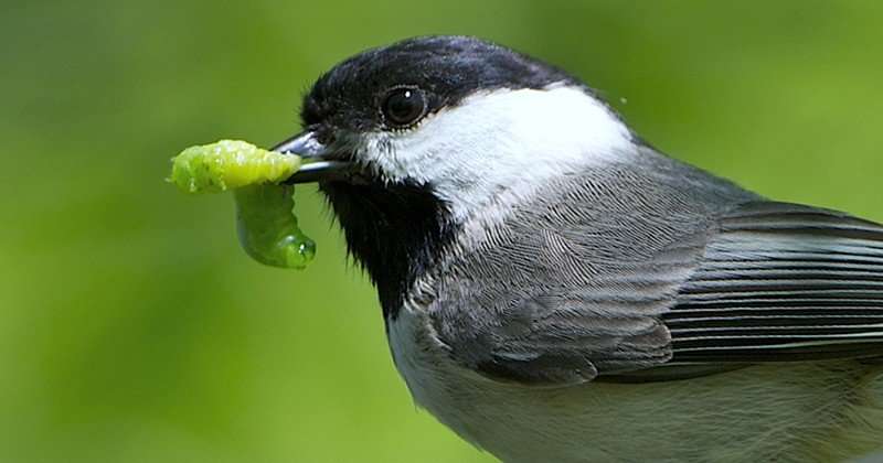Native trees, shrubs provide more food for birds
