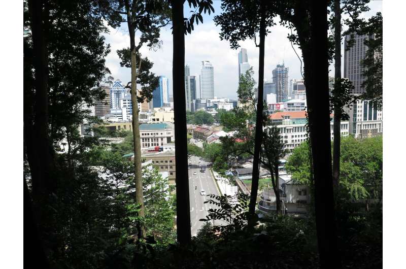 Nature gem within the city: What grows in the biodiversity-rich Bukit Nanas Forest Reserve