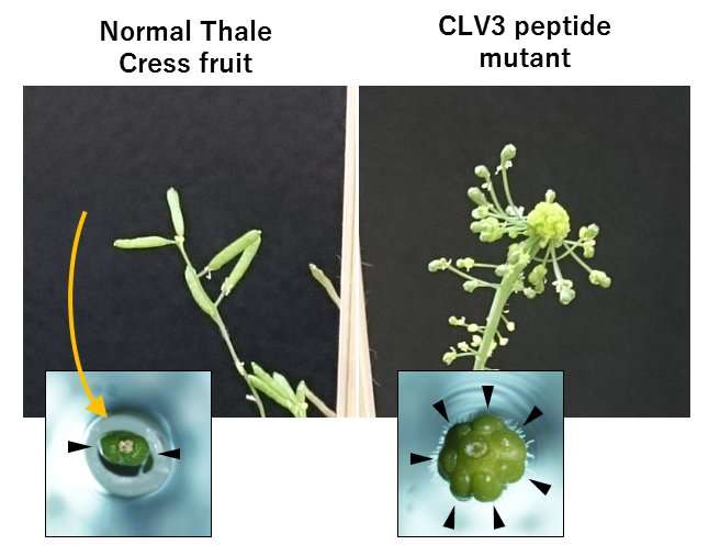 New bioresources for plant peptide hormones using gene editing technology
