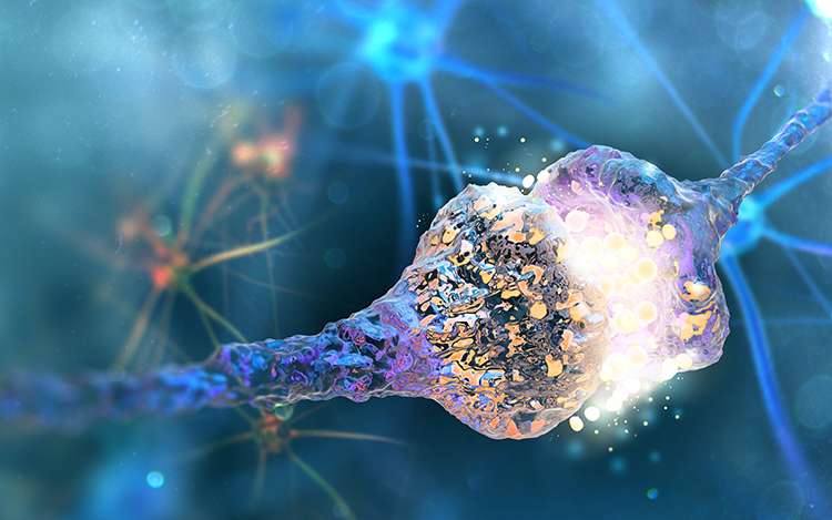 New class of molecules may protect brain from stroke, neurodegenerative diseases