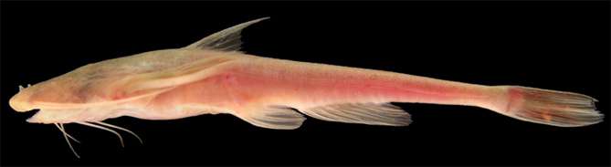 New eyeless, pale catfish from middle of Amazon named