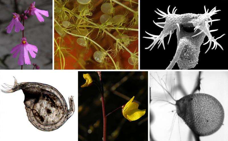 New findings on the biomechanics and evolution of suction traps in carnivorous bladderworts