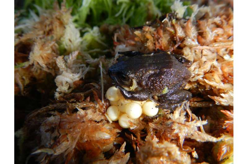 New frog from the Peruvian Andes is the first amphibian named after Sir David Attenborough