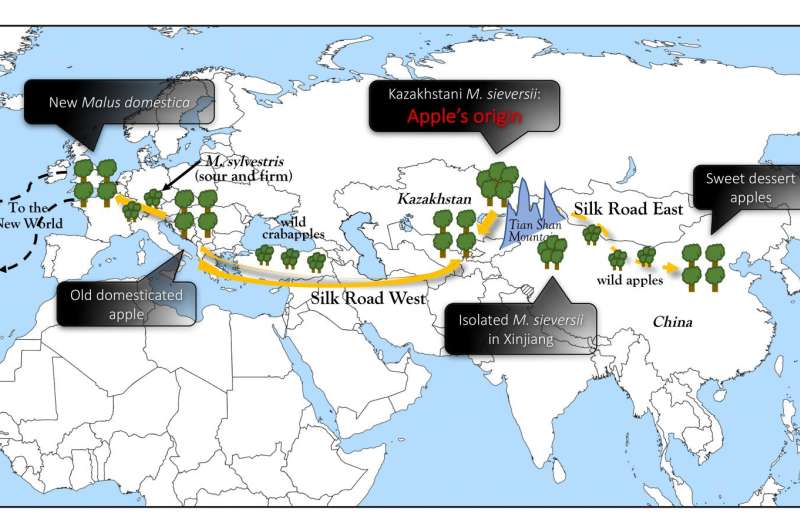 New genomic insights reveal a surprising two-way journey for apple on the Silk Road