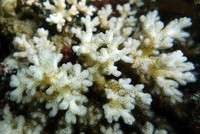 Newly described algae species toughens up corals to endure warming oceans