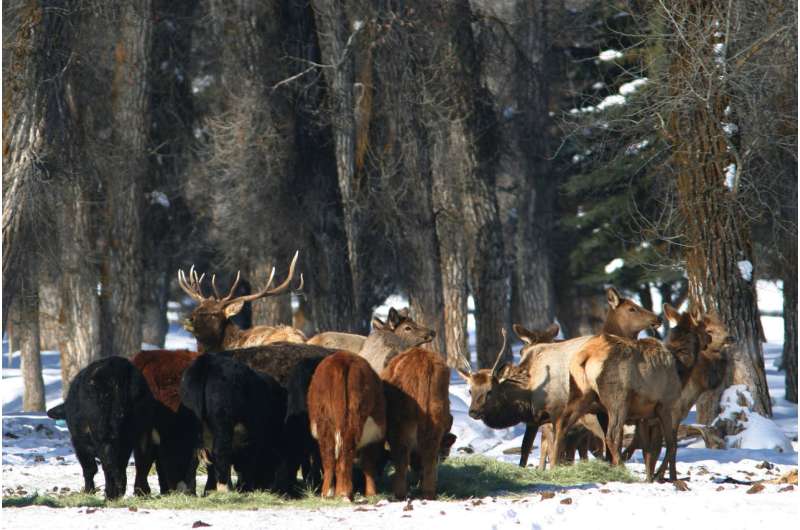 New mapping tool tracks elk migration to reduce brucellosis risk