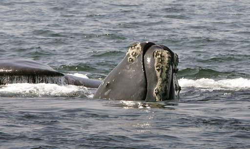 New model confirms endangered right whales are declining