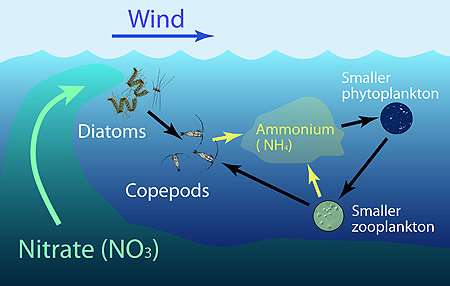 New model predicts locations of biological hotspots in the ocean