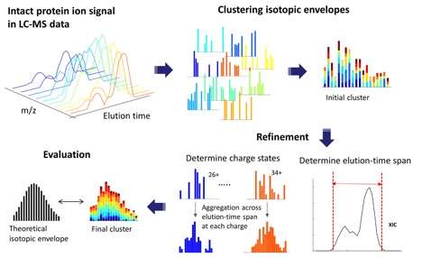 New open-source software for analyzing intact proteins