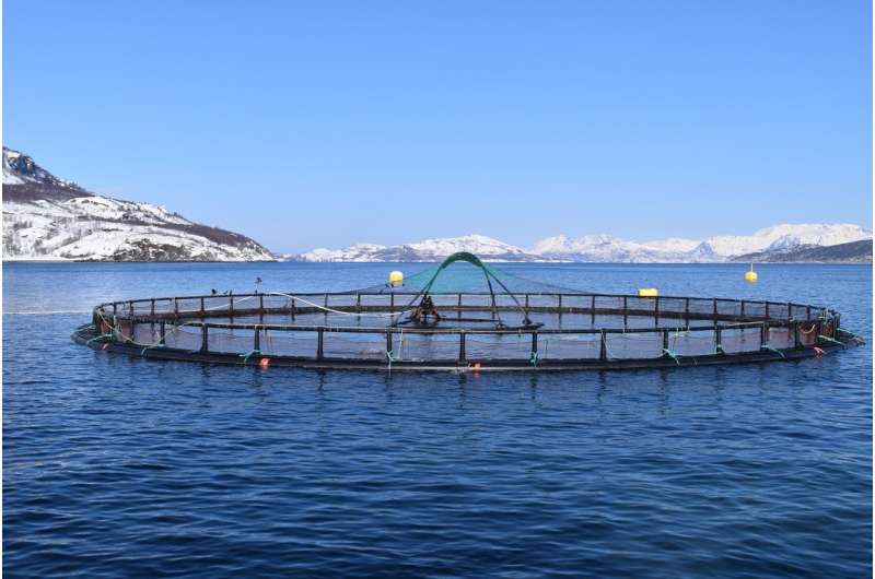 New procedure for faster detection of environmental impacts from salmon farms