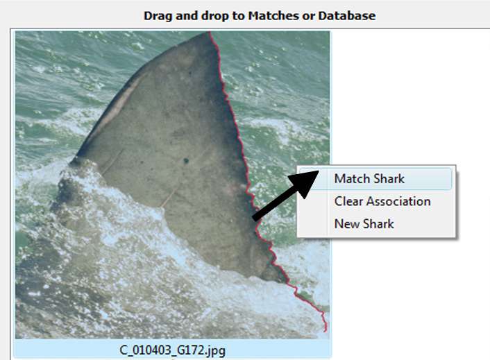 New software will standardize data collection for great white sharks