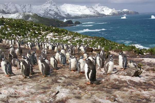 New study reveals what penguins eat
