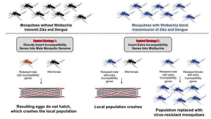 New tool for combating mosquito-borne disease: Insect parasite genes