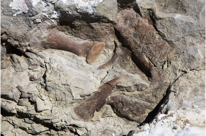 New tyrannosaur fossil is most complete found in southwestern US