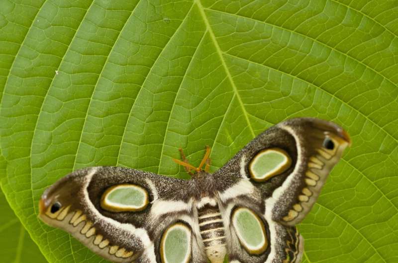 Night-flyers or day-trippers? Study sheds light on when moths, butterflies are active