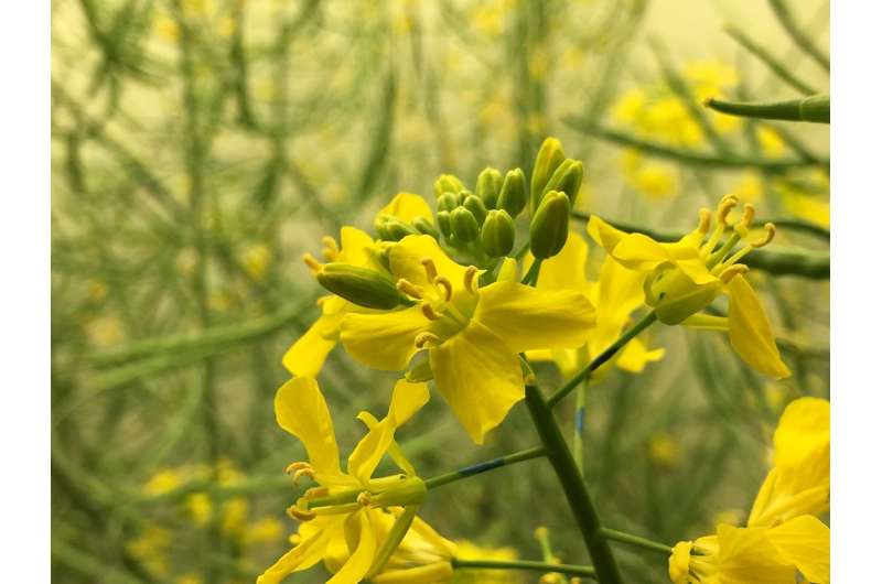 No rest for weary canola plants