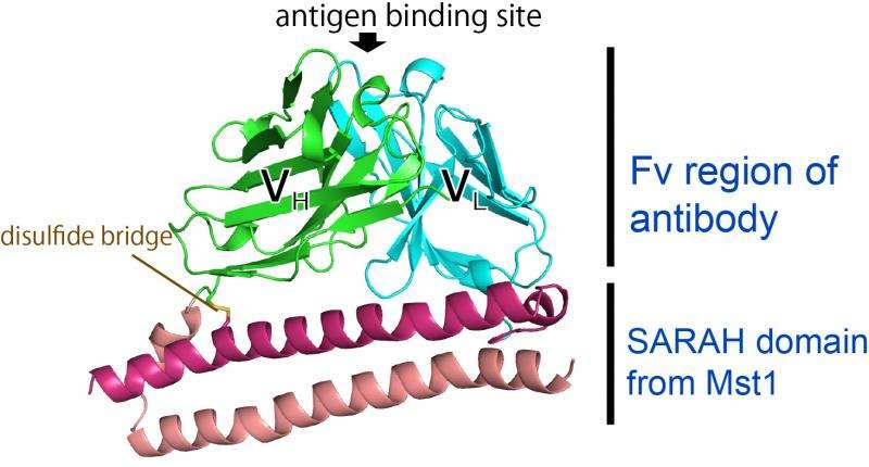 Novel small antibody fragment—a valuable tool in crystallography