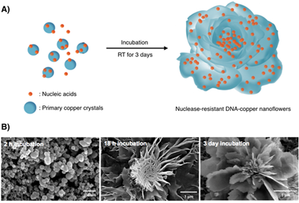 Nuclease-resistant hybrid nanoflowers
