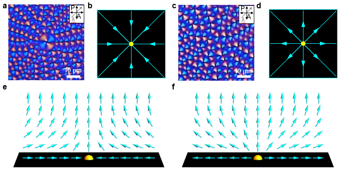 Observation of the phase transition of liquid crystal defects for the first time