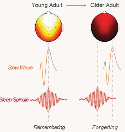 Offbeat brain rhythms during sleep make older adults forget