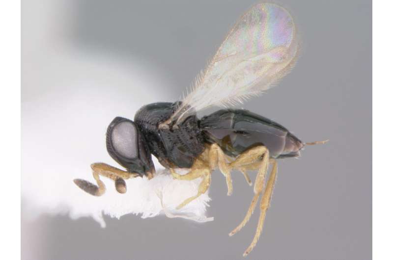 Of Star Trek, Mark Twain and helmets: 15 new species of wasps with curious names